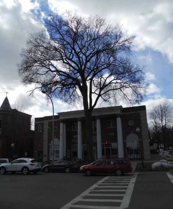 Winter road trip to Saratoga Springs 1 elm_saratoga_springs
