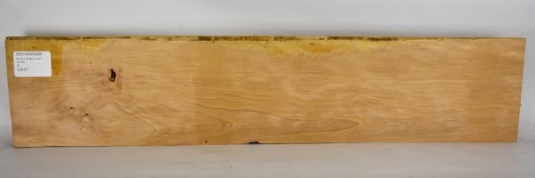 Beech - American