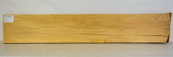 Beech - American