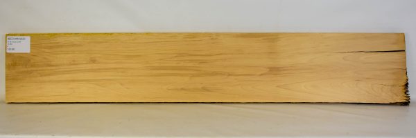 Beech - American - Image 2
