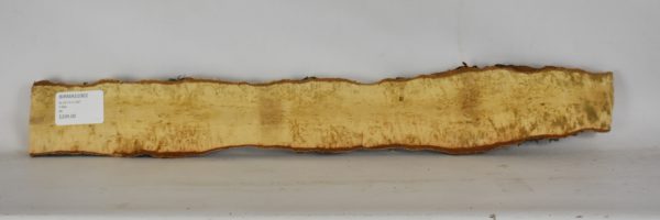 Birch - Masur