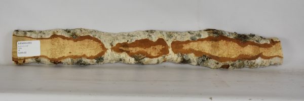 Birch - Masur - Image 2
