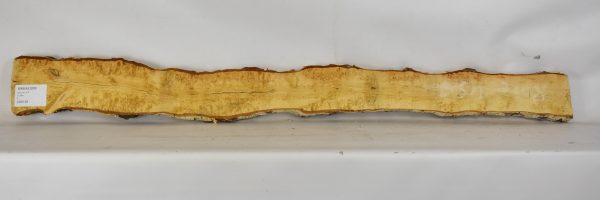 Birch - Masur - Image 2