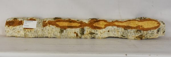 Birch - Masur - Image 2