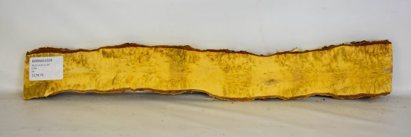 Birch - Masur - Image 2
