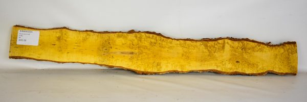 Birch - Masur - Image 2
