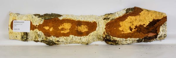 Birch - Masur