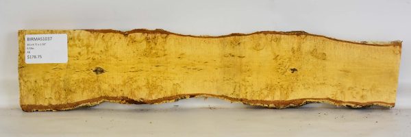 Birch - Masur