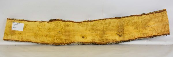 Birch - Masur