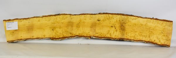 Birch - Masur - Image 2