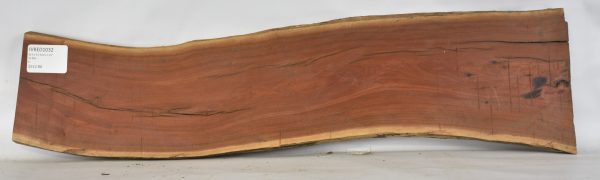 Pink Ivory - Image 2