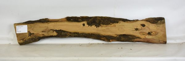Olive - Wild - Image 2