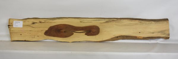 Tamboti