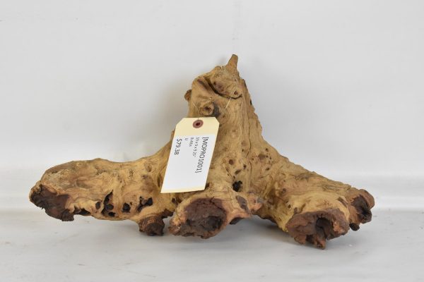 Mopane Roots