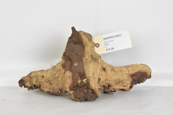 Mopane Roots - Image 2