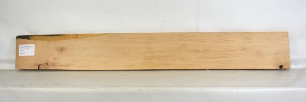 Beech - American - Image 2