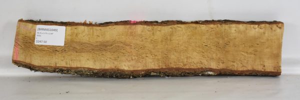 Birch - Masur - Image 2