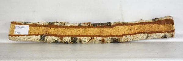 Birch - Masur - Image 2