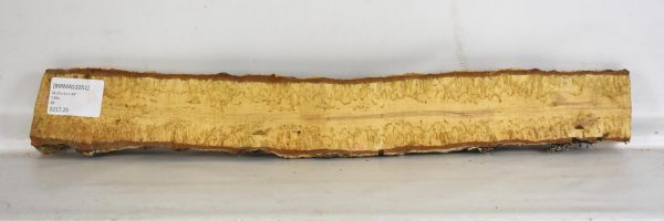 Birch - Masur - Image 2