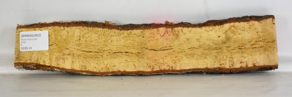 Birch - Masur - Image 2