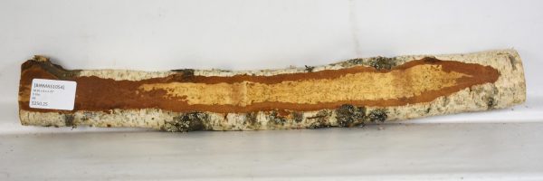 Birch - Masur - Image 2
