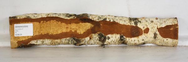 Birch - Masur - Image 2