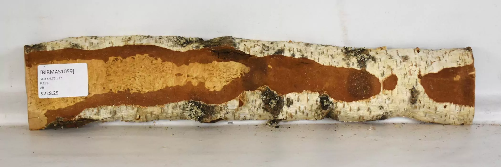 Birch - Masur - Image 2