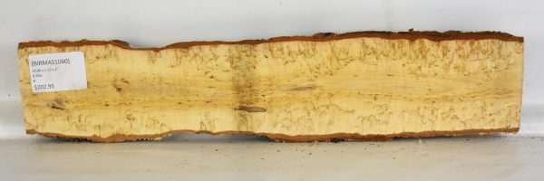 Birch - Masur - Image 2