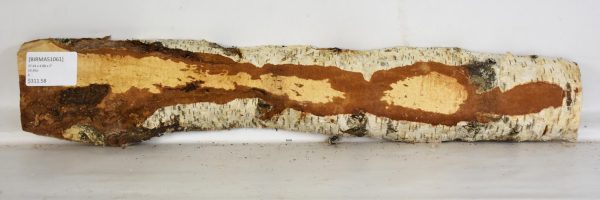 Birch - Masur