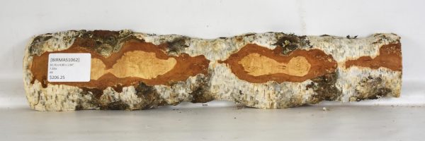 Birch - Masur - Image 2