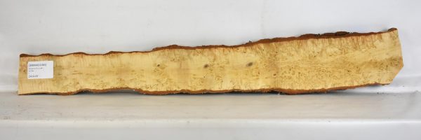 Birch - Masur - Image 2