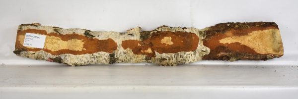 Birch - Masur - Image 2