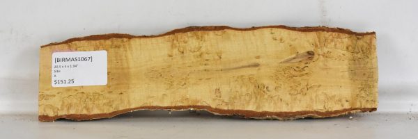 Birch - Masur - Image 2