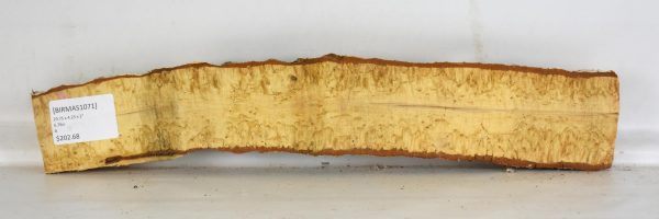 Birch - Masur