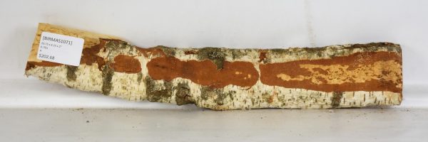 Birch - Masur - Image 2