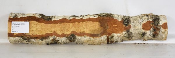 Birch - Masur