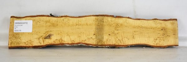 Birch - Masur - Image 2