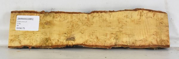 Birch - Masur - Image 2