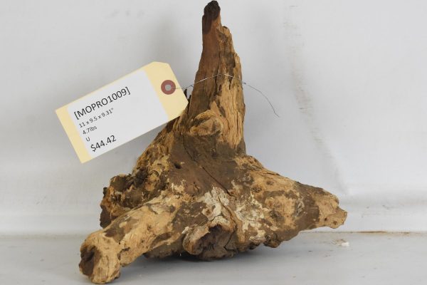Mopane Roots - Image 2
