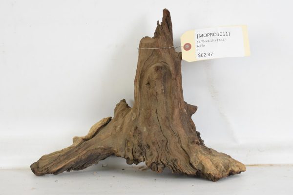 Mopane Roots