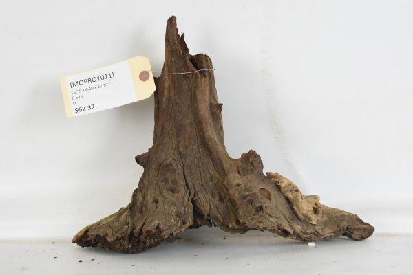 Mopane Roots - Image 2