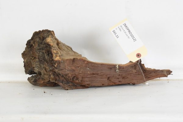 Mopane Roots