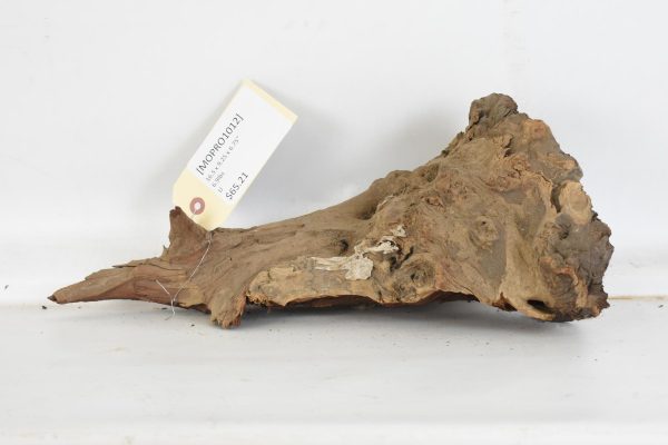 Mopane Roots - Image 2