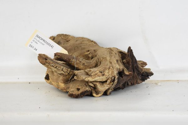 Mopane Roots
