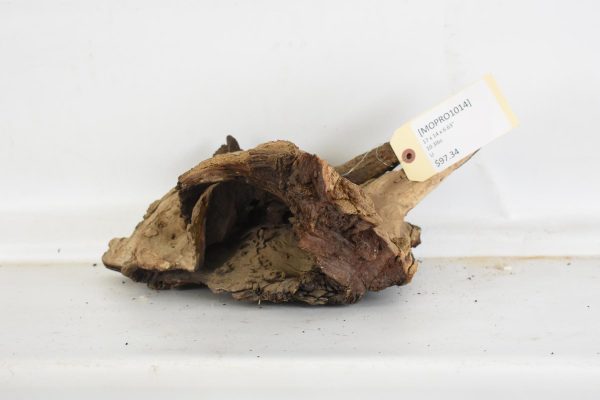 Mopane Roots - Image 2