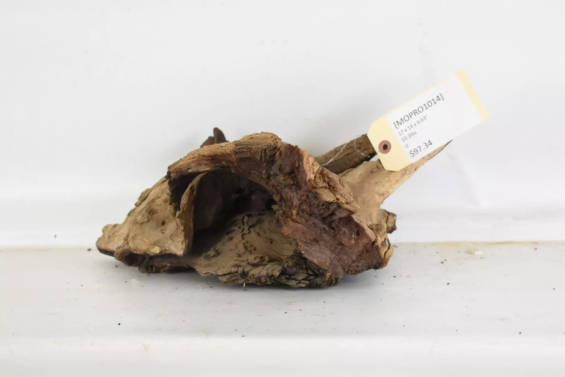 Mopane Roots - Image 2