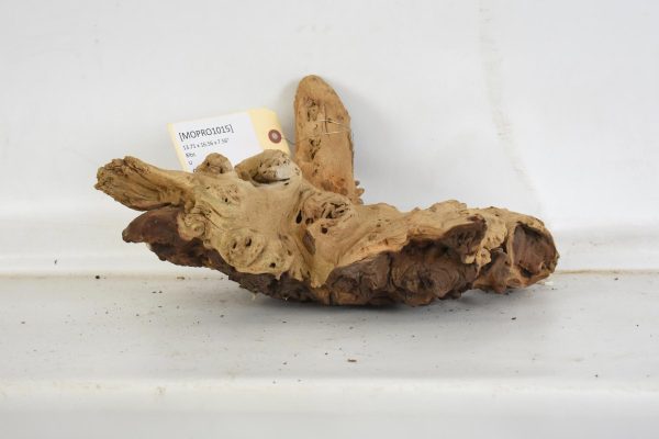 Mopane Roots - Image 2
