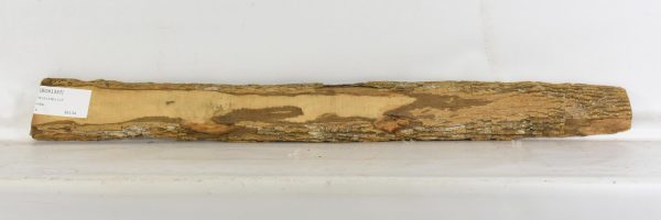 Boxwood