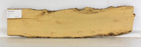 Boxwood - Image 2