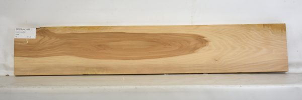 Beech - American